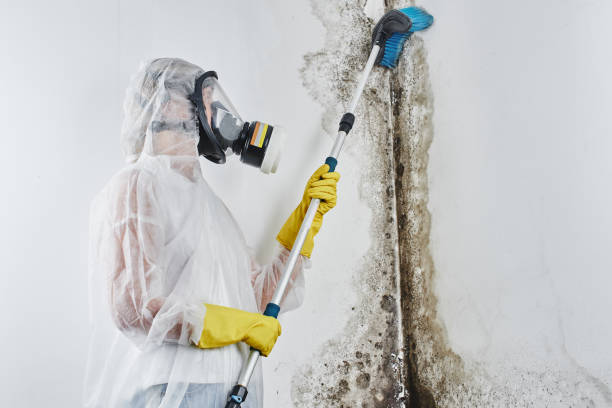 Best Residential Mold Removal  in Plandome, NY
