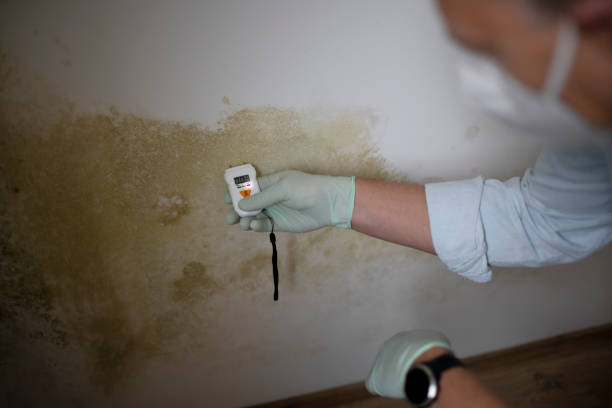 Certified Mold Removal in Plandome, NY